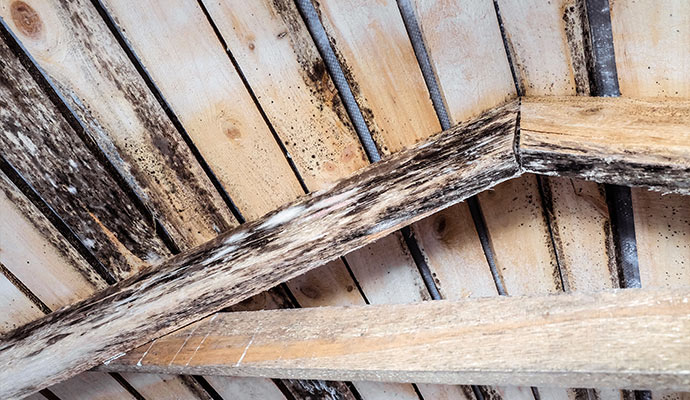 Black and white mold on attic wooden rafters