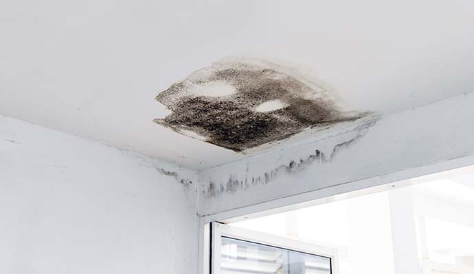 Black mold on the ceiling