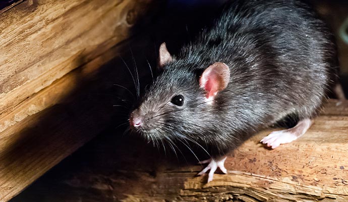 Close-up of a black rat
