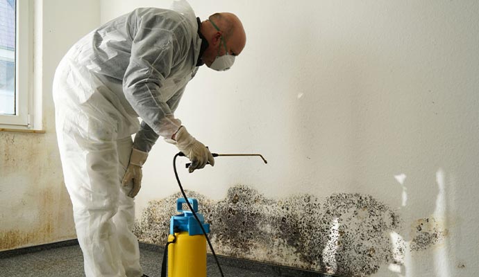 Expert removing black mold from an interior wall using a spray