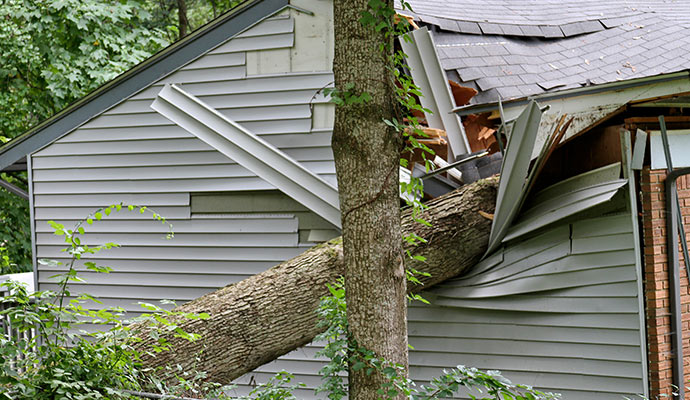 Fallen tree on a damaged house