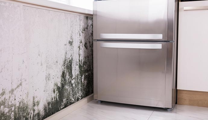 Heavy black mold growth on kitchen wall