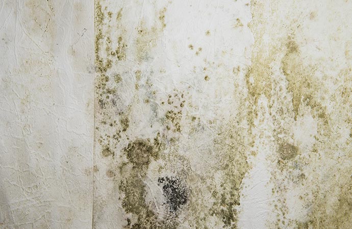 Mold on the wall