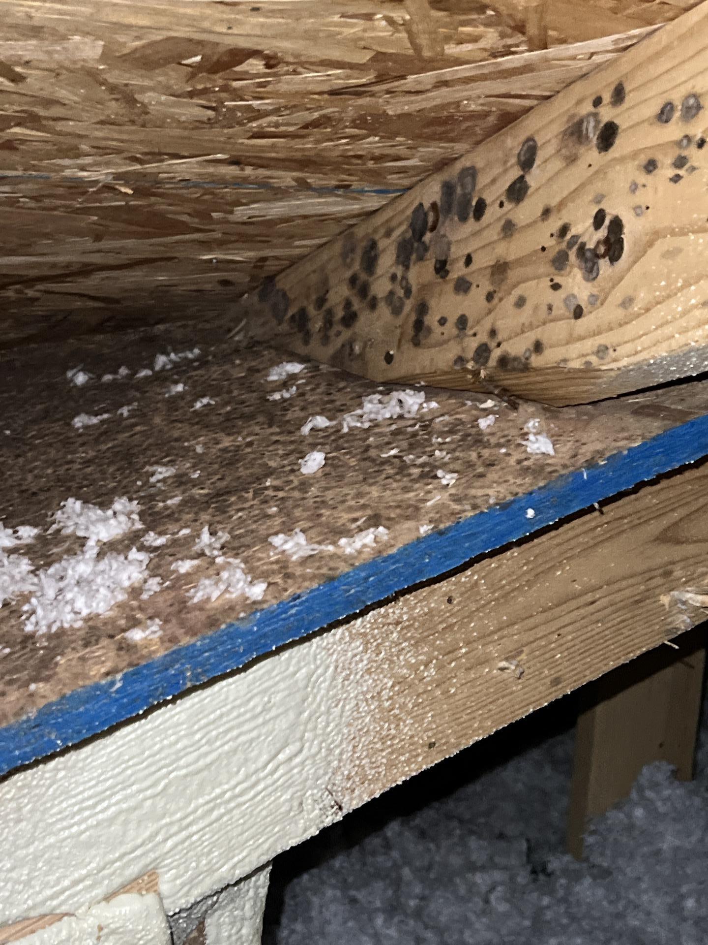 Detailed shot of extensive black mold infestation on an OSB board and wooden beam in an attic, demonstrating the severity of the problem prior to remediation.