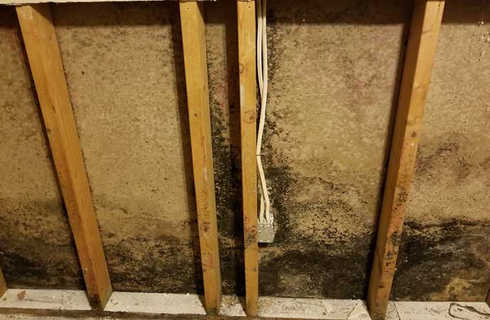 mold behind drywall