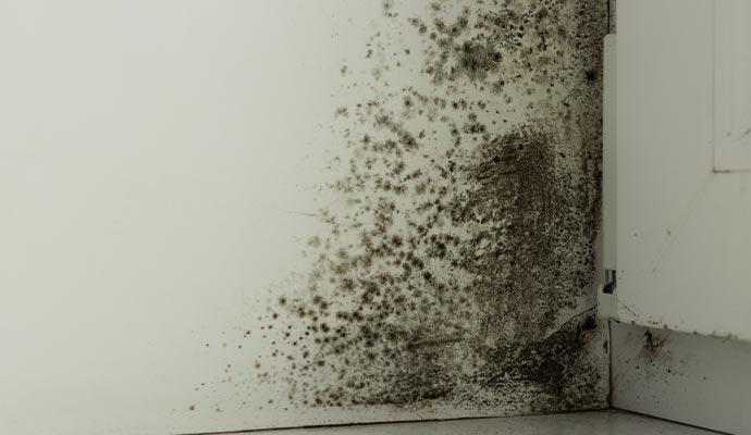 Mold damage on the wall