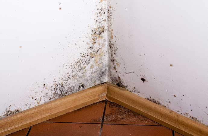 mold damaged home