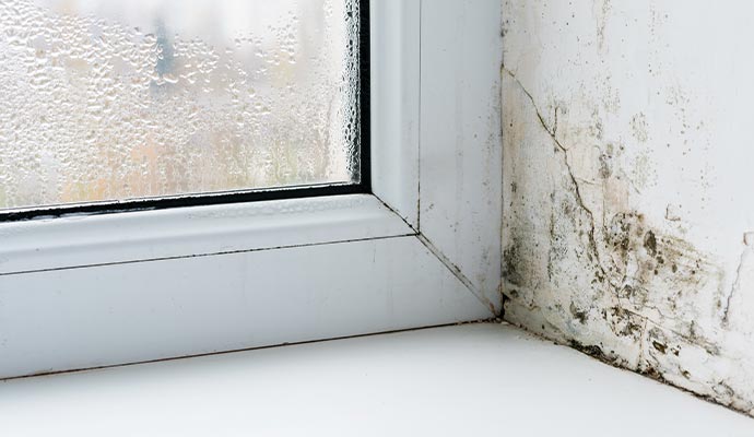 Black mold growth spreading on a white wall next to a window covered