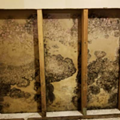 mold inspection and testing