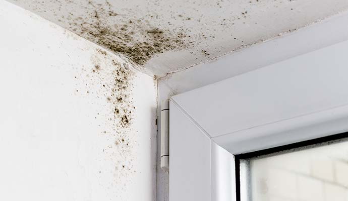 Mold growth in ceiling window corner