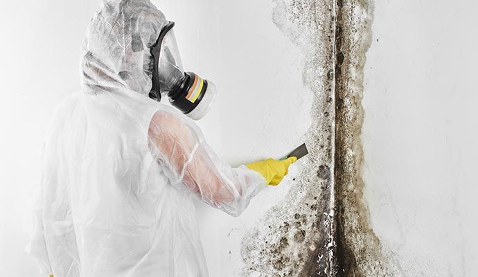 Professional mold cleanup service