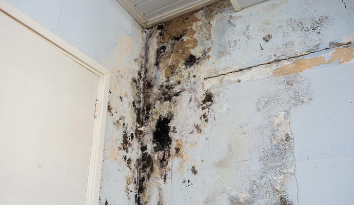 Visible black mold on ceiling and wall corner