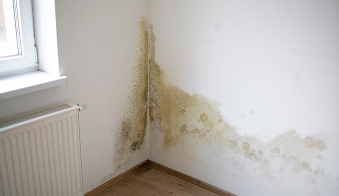 Visible mold growth on a corner wall