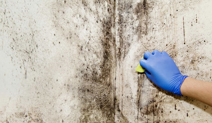 Mold Remediation