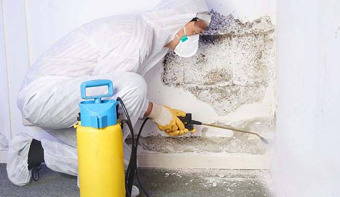 An expert providing mold remediation service using a spray