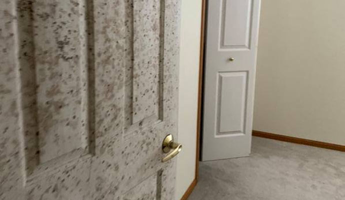 Severe mold damage on wooden door