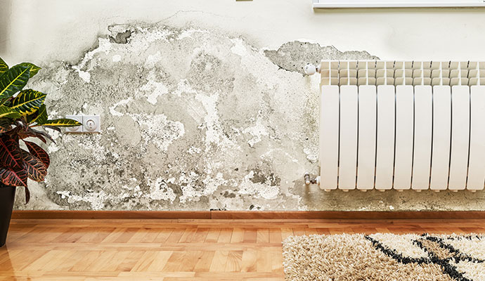 Professional worker removing structural mold in Billings, MT