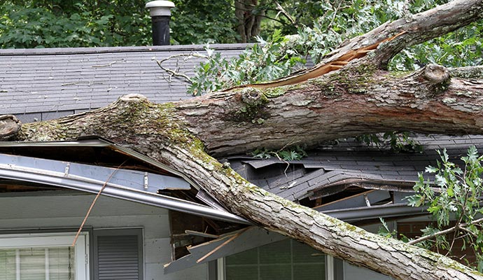Large tree fallen on residential roof after a heavy storm