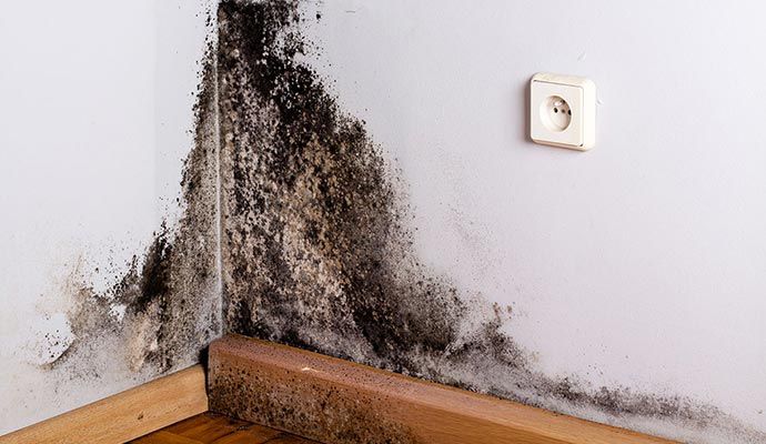 Visible black mold growing on the corner of an interior wall