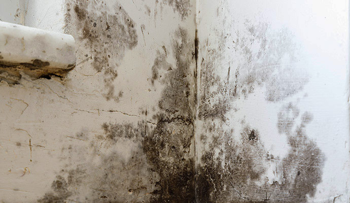 Black mold growth on wall corner