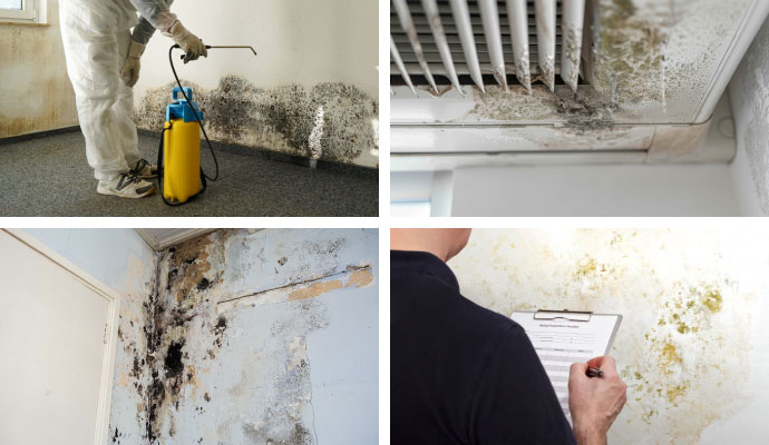 Collage of black mold treatment, HVAC mold removal, structural damage repair, and mold inspection