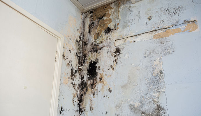 Mold affected structurally damaged wall