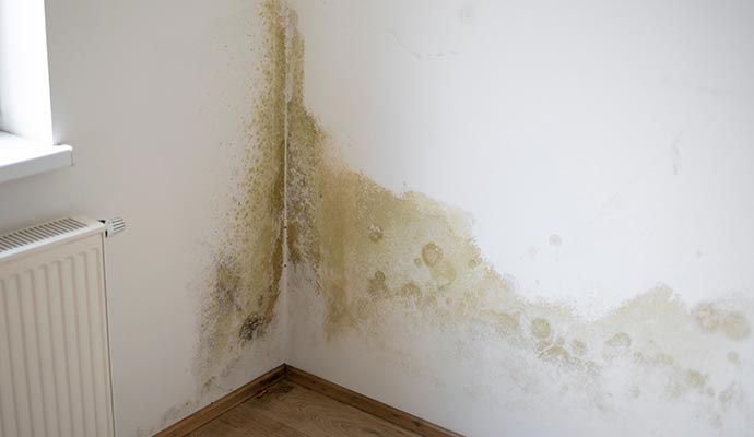 Mold damaged wall corner due to water damage