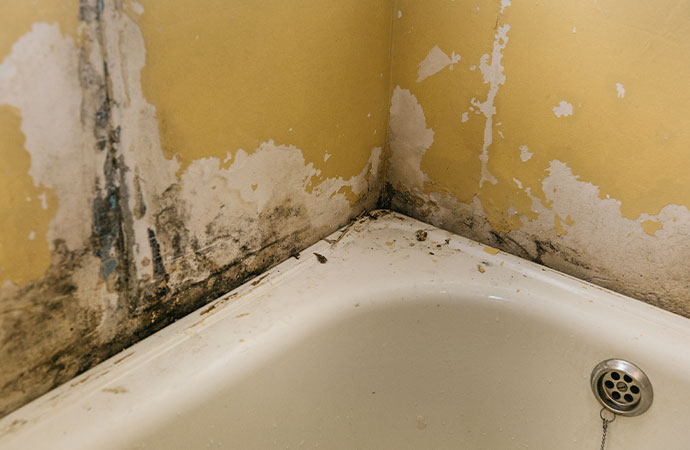 Black mold remediation service